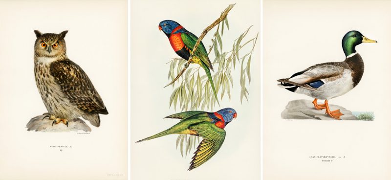 Illustrations from Raw Pixel Public Domain Library - January Content Calendar Ideas + Templates