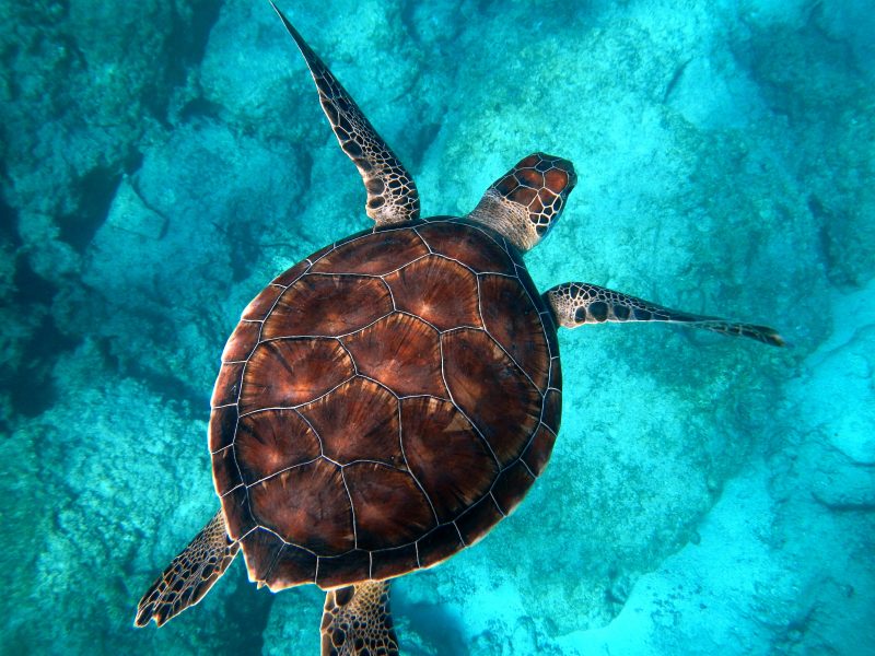 World Sea Turtle Day - June Content Calendar Ideas and Templates #June #ContentCalendar #Templates