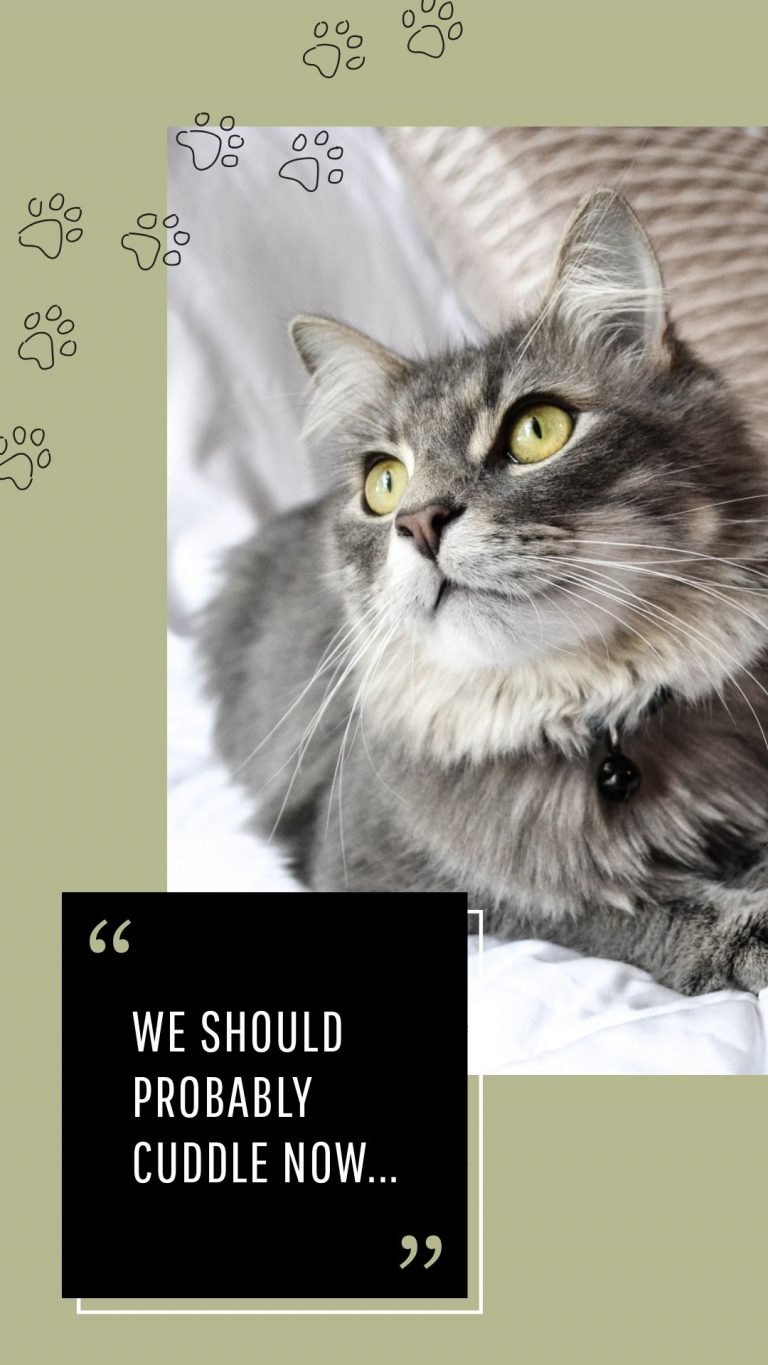 90  JUNE CONTENT CALENDAR IDEAS   TEMPLATES﻿ Easil