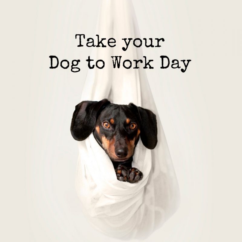 Take your dog to work day Template - June content calendar and templates by Easil