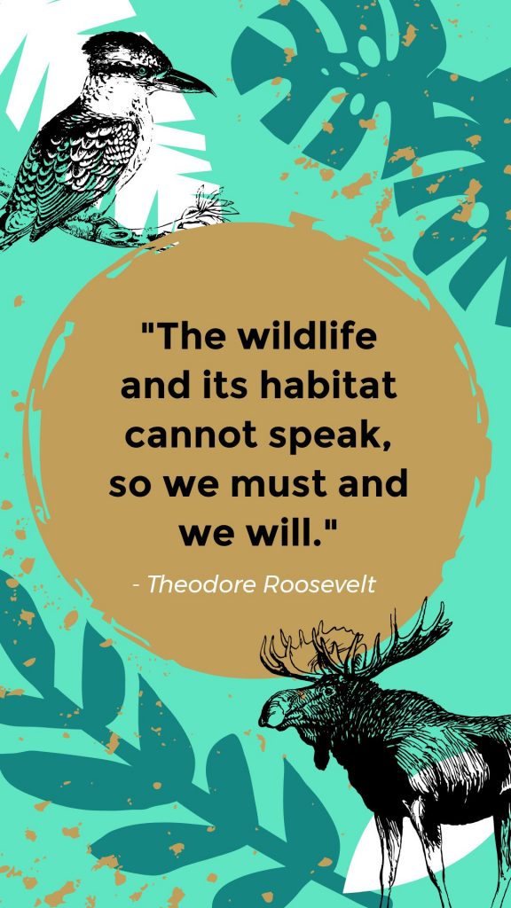 National Wildlife Day Template by Easil - September Content Calendar Ideas and Templates